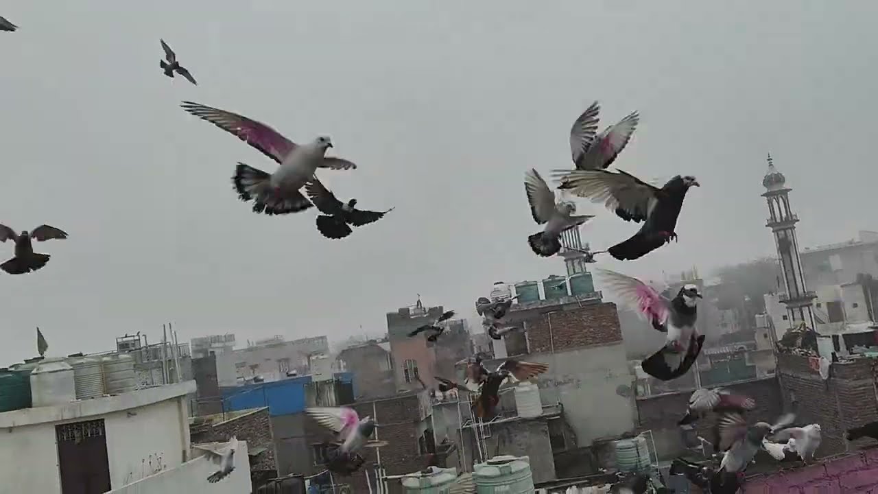 आज का शोक 