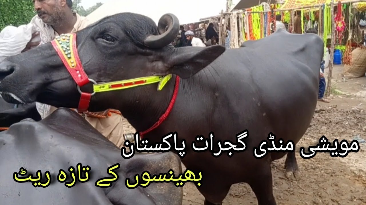 Cattle Mandi Gujrat Pakistan | Janwar Mandi Gujrat 2022 | Punjab Maweshi Mandi Updates | pets vlog