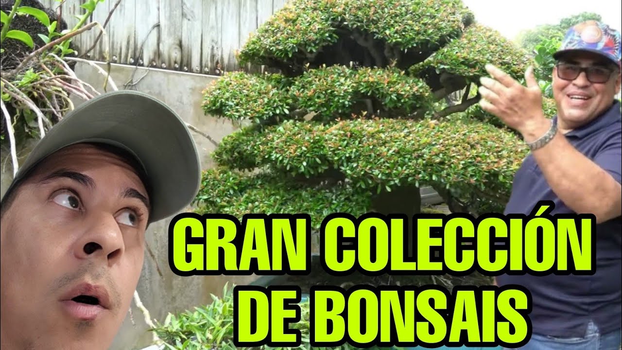 GENIAL COLECCION DE BONSAI DE GAMALIER CRUZ