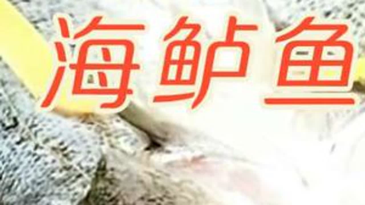看酒店专业大厨如何清蒸海鲈鱼的教程!快收藏起来照做给你家人吃 #海鲈鱼 #鲈鱼 #年货节 #无限回购的宝藏单品 #在抖音入手的好东西
