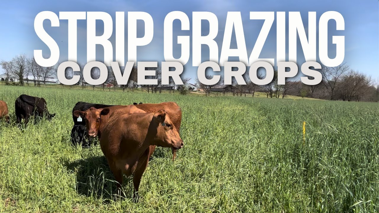 Strip Grazing Winter Cover Crops Continued - April 8, 2024