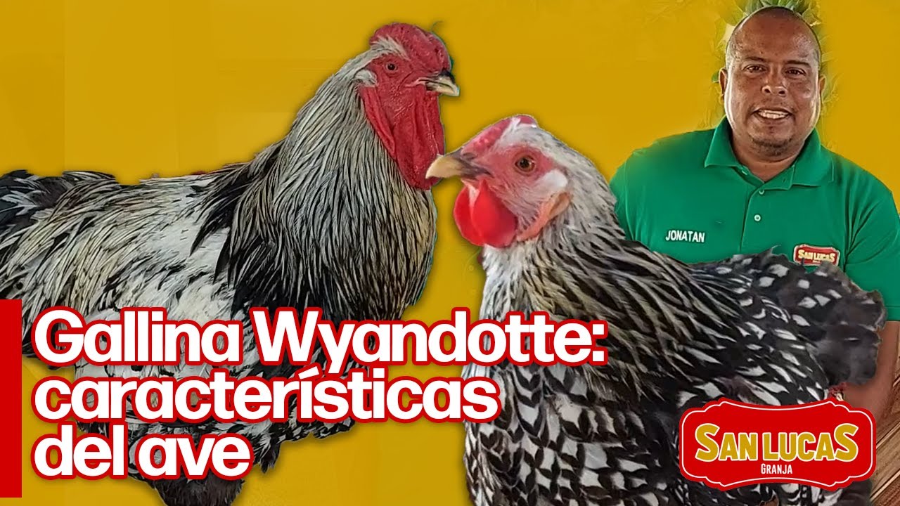 Conoce la gallina de raza Wayandotte | Granja San Lucas