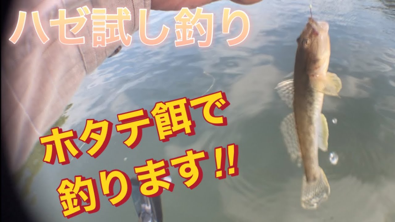 【ハゼ試し釣り】ホタテ餌で狙います！EP.43 #fishing #船釣り#ハゼ釣り#ホタテ餌