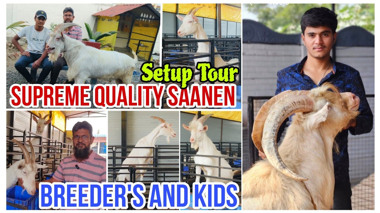 Supreme Quality Saanen Collection of Anees Goat Farm | Setup Tour | Tagde Breeder & Kids