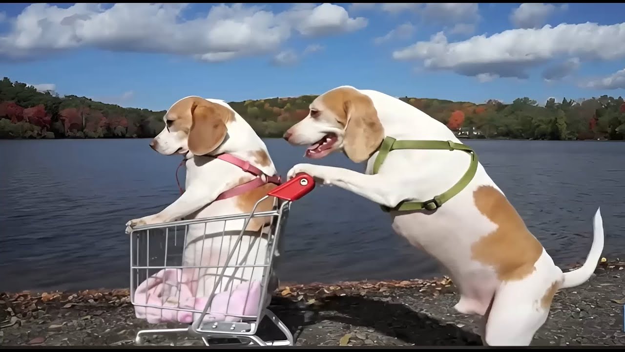 Захватывающее приключение с тележкой для покупок и забавными собаками | Майло и Луна