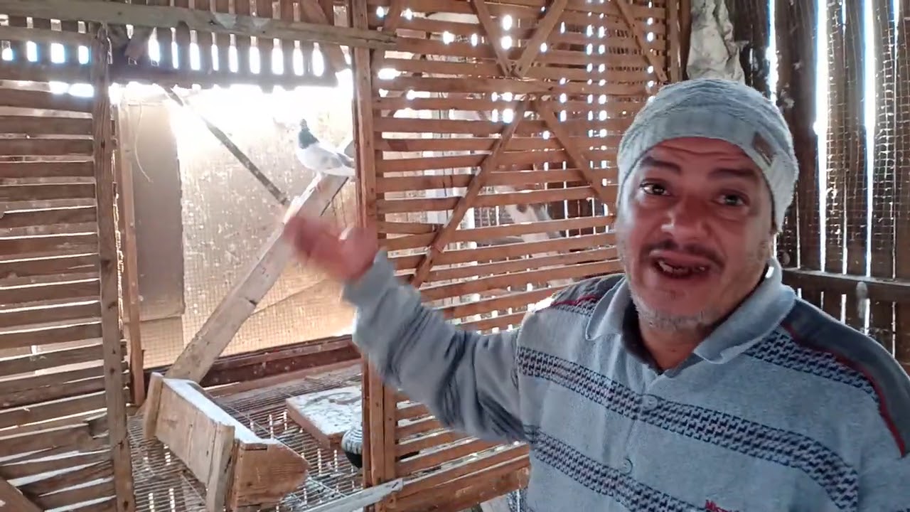 اتفرج علي حمامتين غزار من سلاكة عم