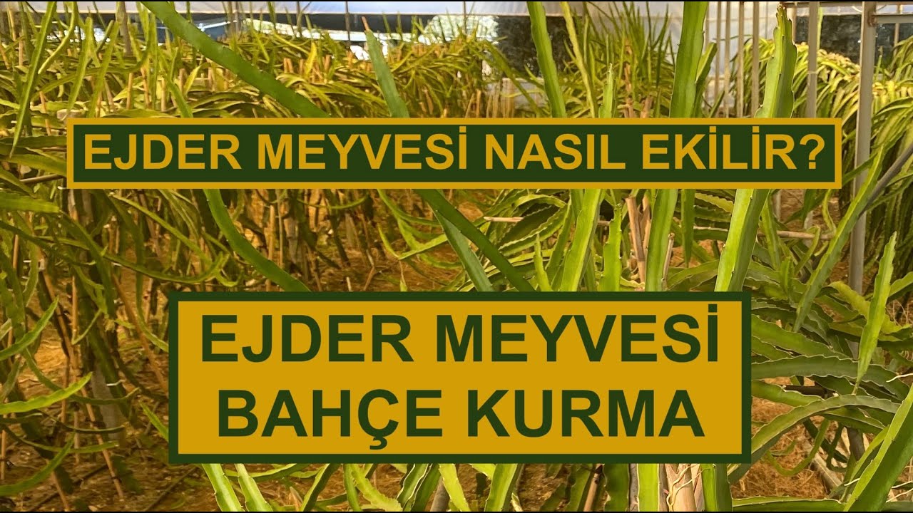 EJDER MEYVESİ BAHÇE KURMA