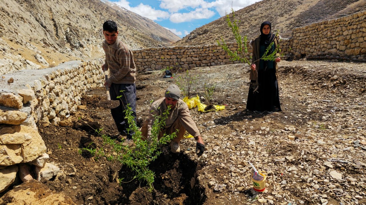 Nomadic life: 🌳Arbor Day and tree planting in the family garden in the mountains🌴🏔