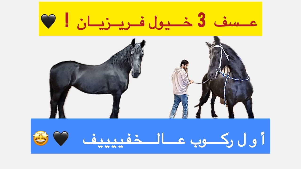 أسرار عسف الخيل | أول ركوب للفريزيان 😍 | ترويض 3 فريزيان في مقطع واحد | ! 🐎🔥