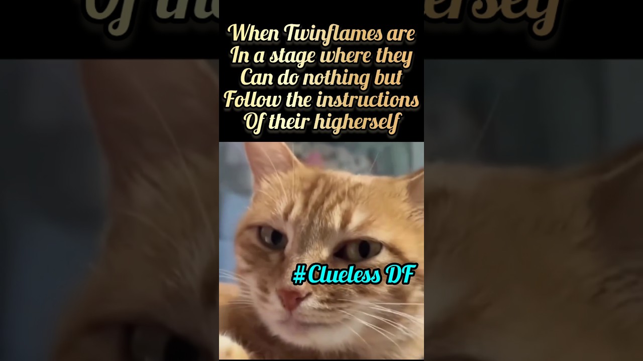 #collectiveenergy #collective #collectiveenergies #twinflames #twinflamejourney #dmdf #memes #shorts