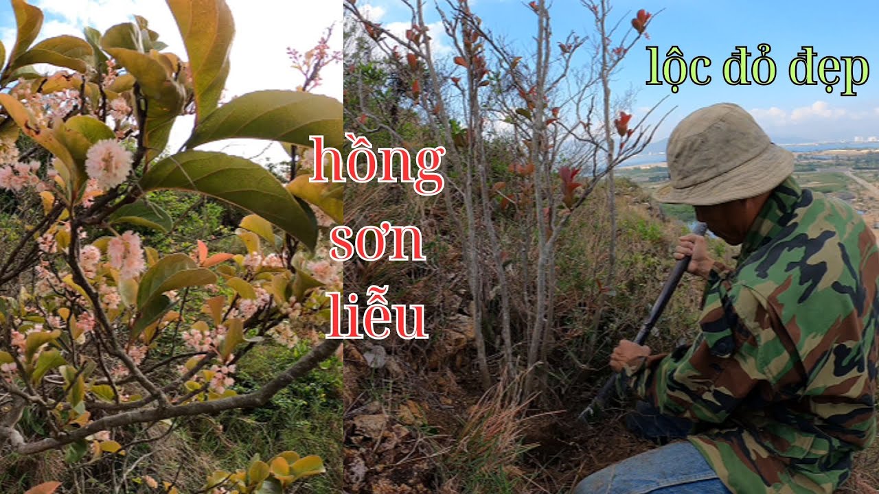 ngày đi rừng khai thác được những cây hồng sơn liễu cho hoa đẹp