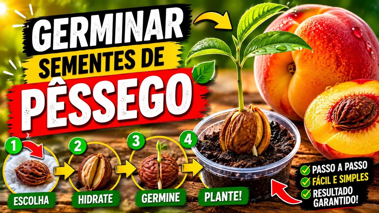 Como Germinar  Pêssego