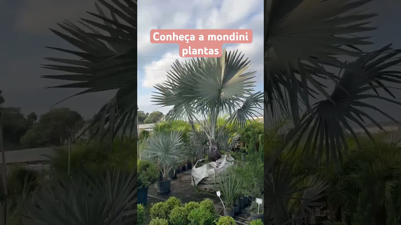 Conhe&ccedil;a a mondini plantas e a nossa hist&oacute;ria, video 1