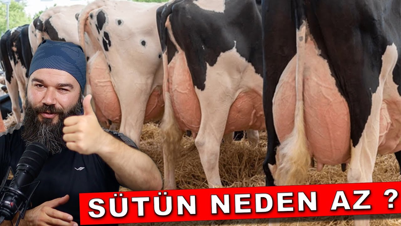 İNEĞİM NEDEN AZ SÜT VERİYOR ?