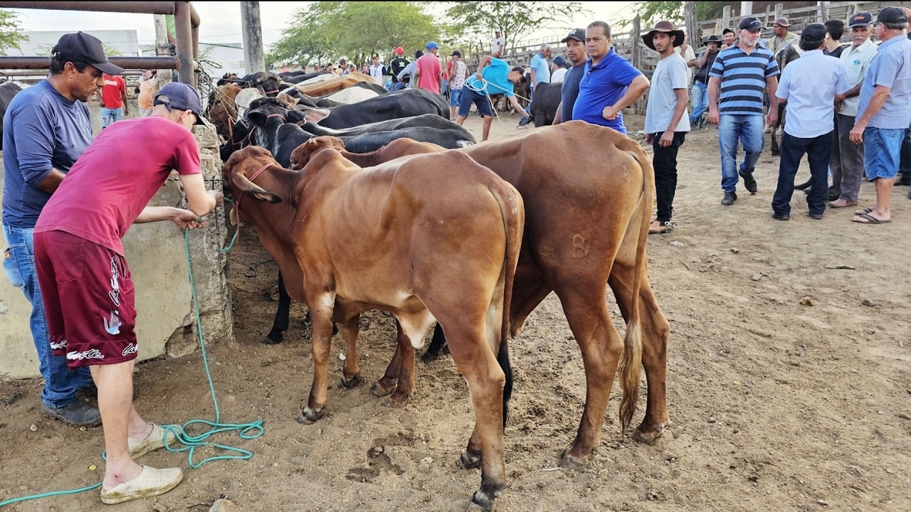 GADO DE 200 REAIS EM CARUARU-PE  13-05-2025 #nordeste