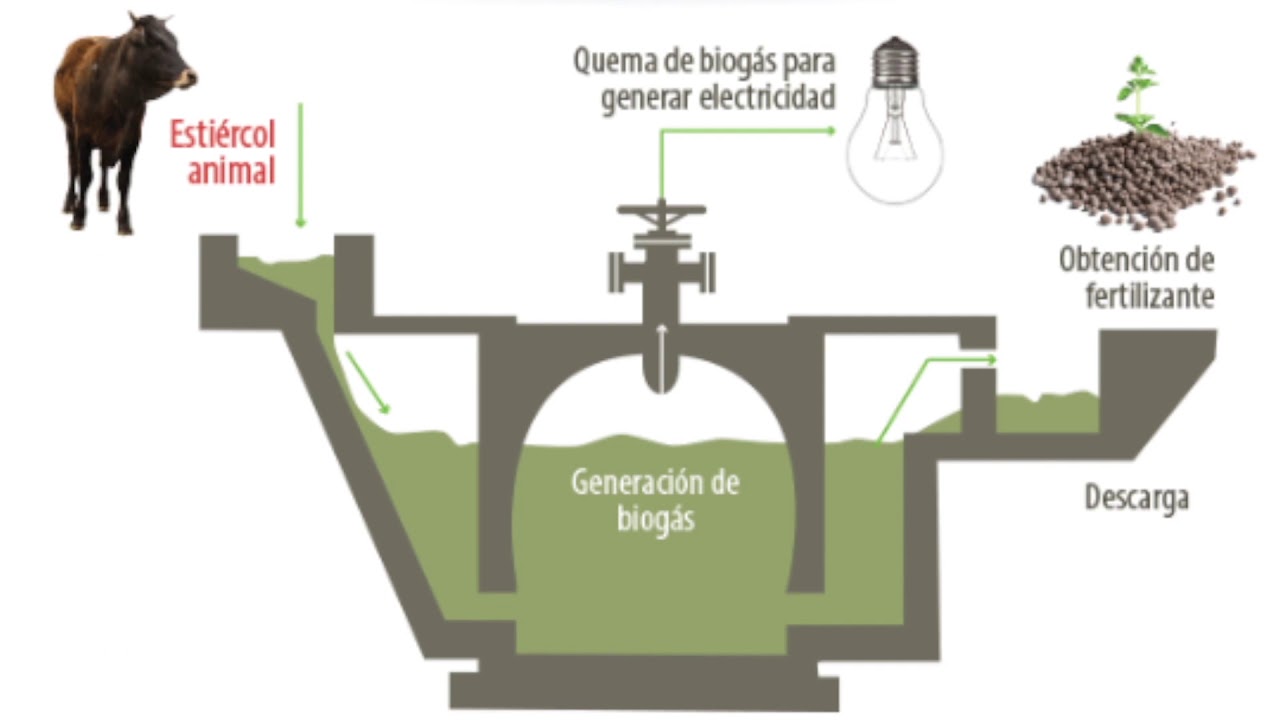 Residuos c&aacute;rnicos y electricidad