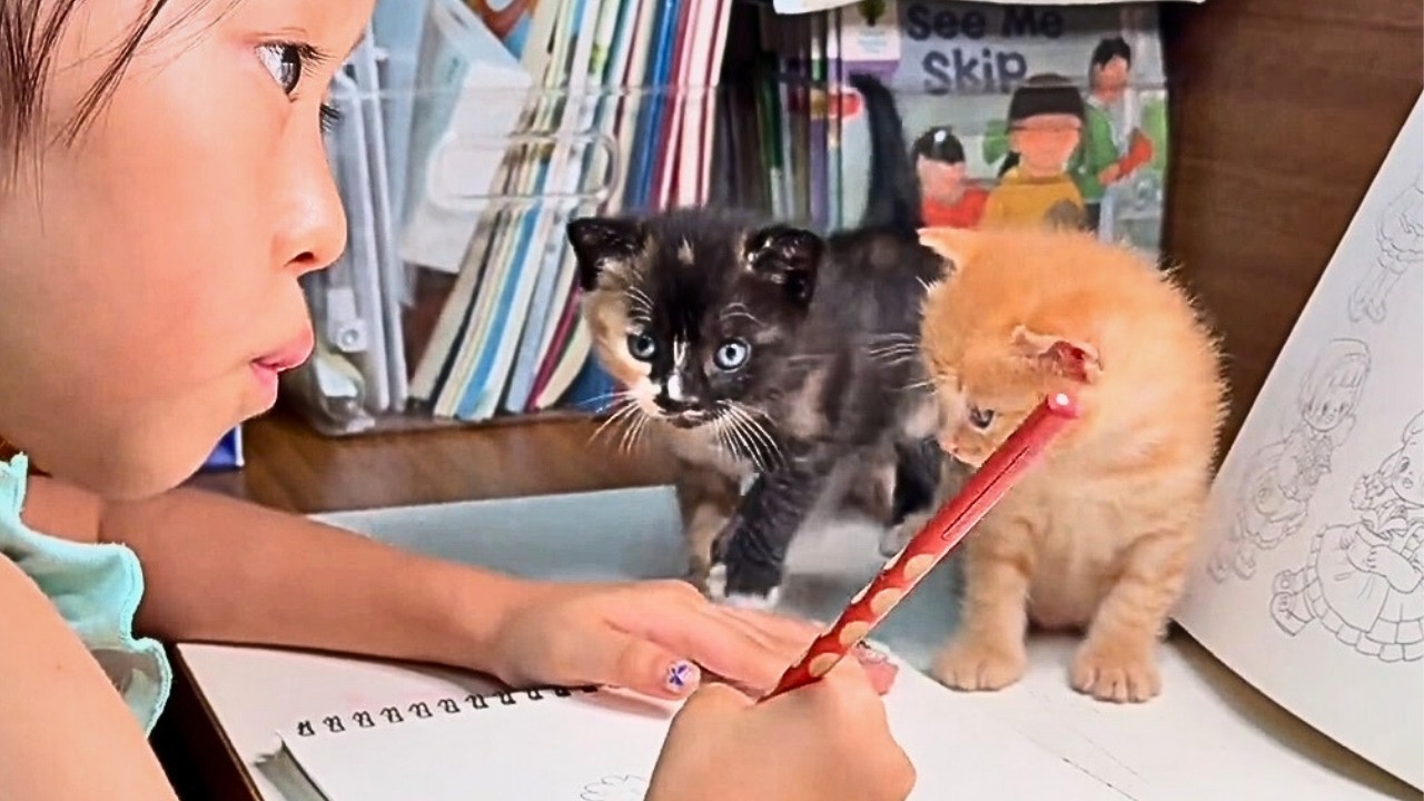 Бездомная кошка с котёнком поднялась на девятый этаж, нашла девушку и попросила приютить их.