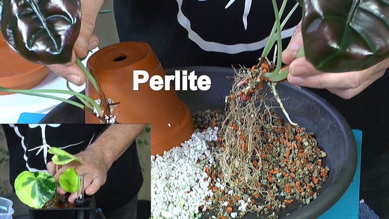 Perlite für Zimmerpflanzen. Wie wachsen die Pflanzen aktuell in Perlit
