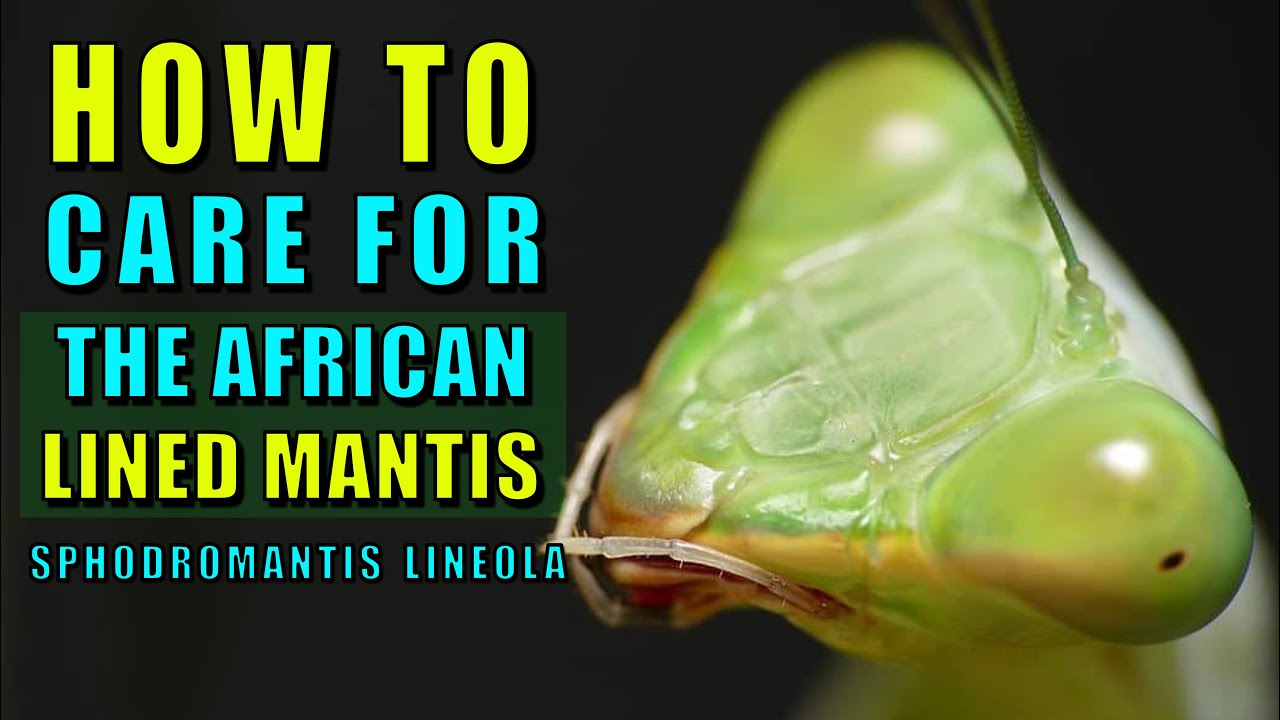 African Lined Mantis Sphodromantis lineola - Beginner Species Part 3