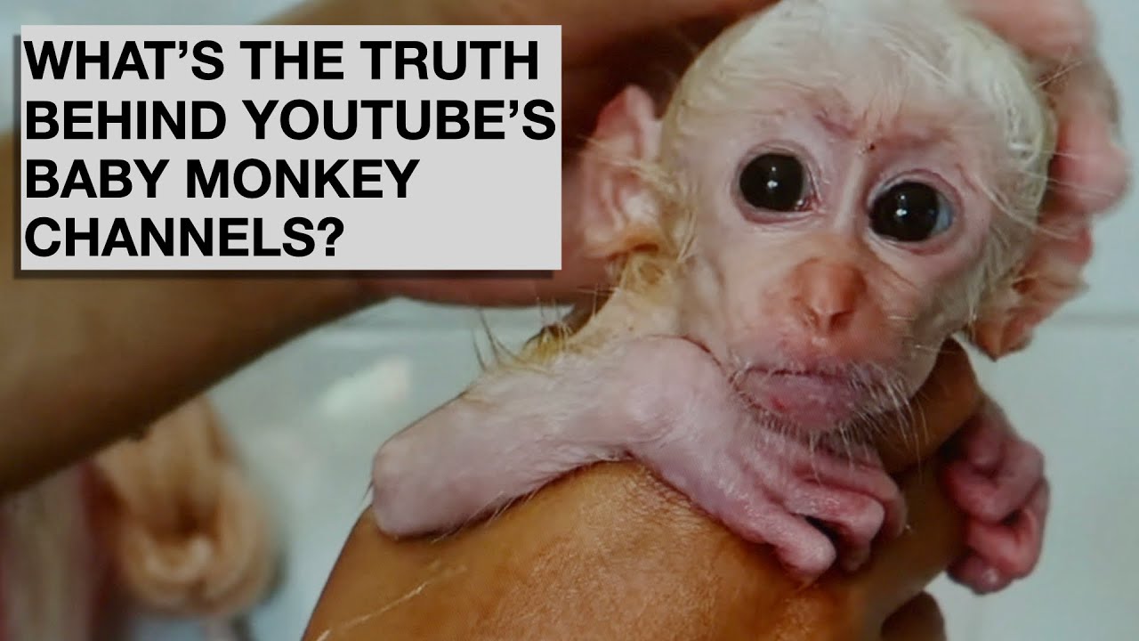 WHO IS BEHIND THE SUPER CUTE BABY MONKEY CHANNELS?