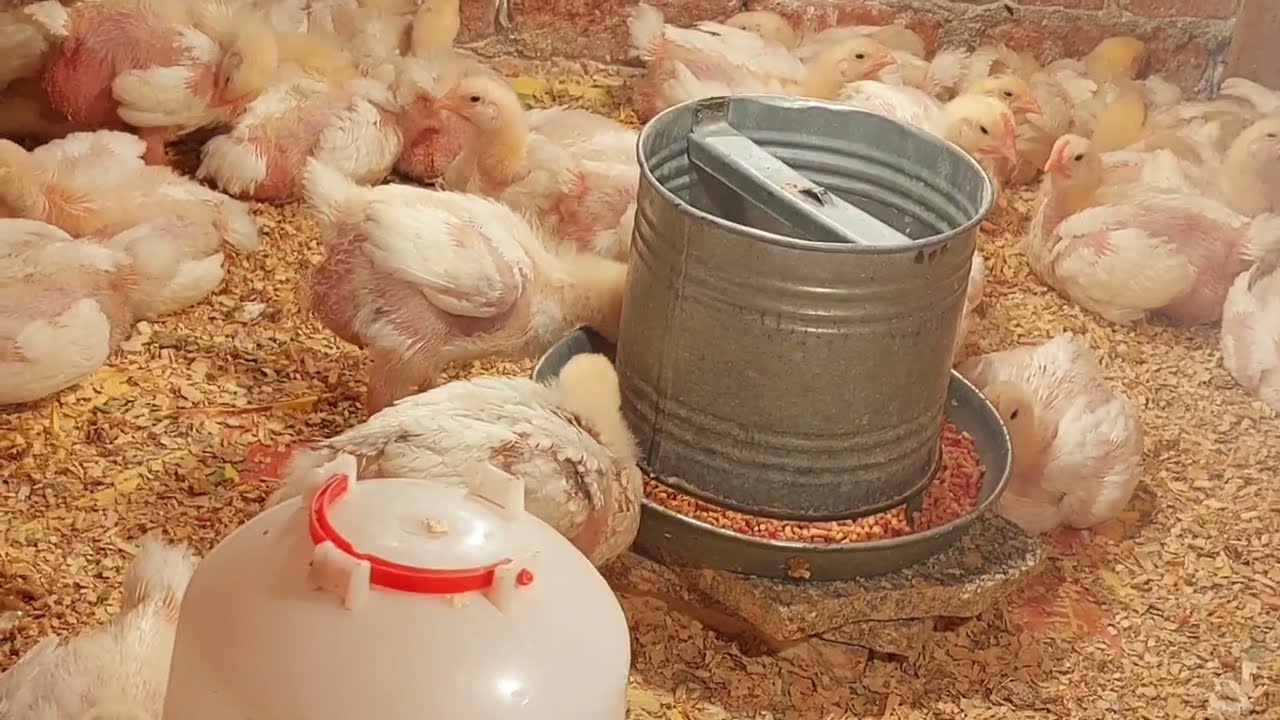 اوعى تغيرى العلف للفراخ قبل ماتسمعى الفديو 👌والوزن بالصلاة على النبي 