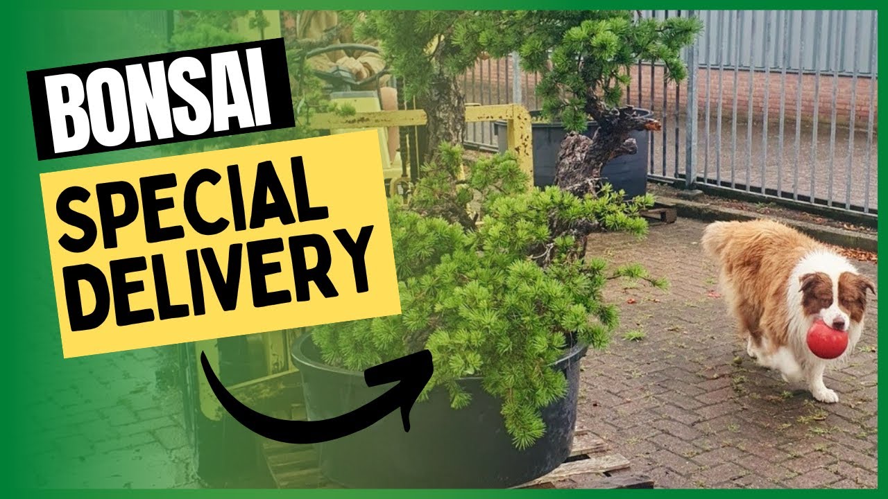 Special tree delivery and Bonsai Garden Tour