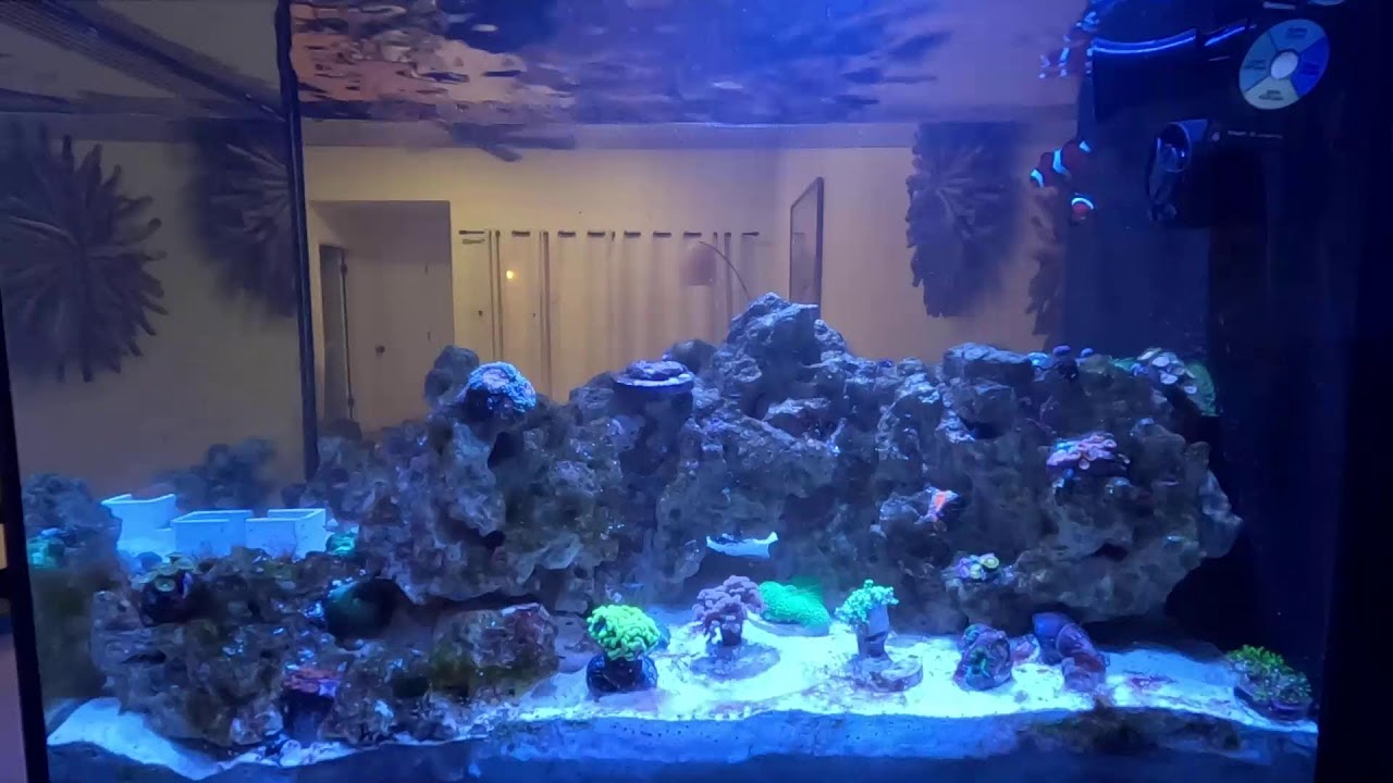 Nano Reef Tank Live Stream