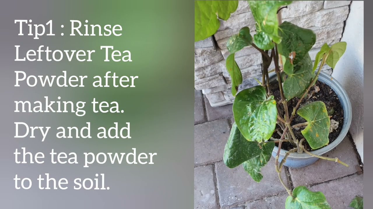 Paan Leaf / Betel Leaf / Leaf Curling / Disease in plants