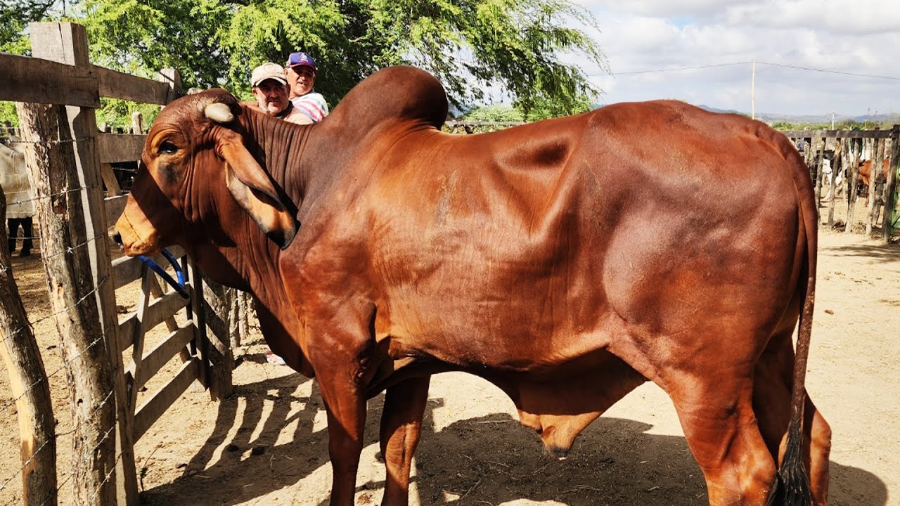 FEIRA DO GADO EM ALTINHO-PE  20-12-2025 #nordeste