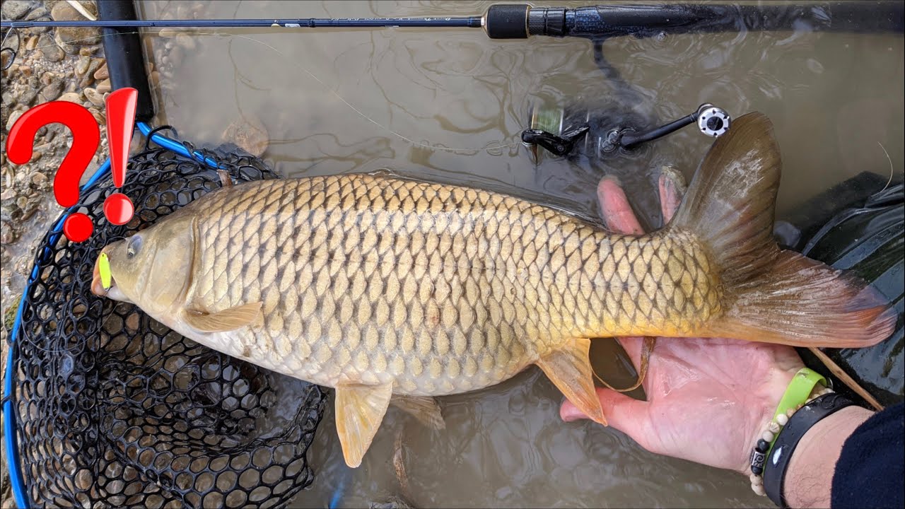 GROSSA CARPA IN UN PICCOLO FIUME A SPINNING! Pesca Ultralight in Acqua Limpida - Attacco in Diretta!