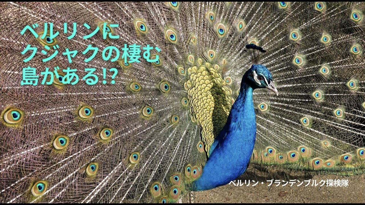 【ベルリン観光】クジャク放し飼いの島!? しかもユネスコ世界遺産!?