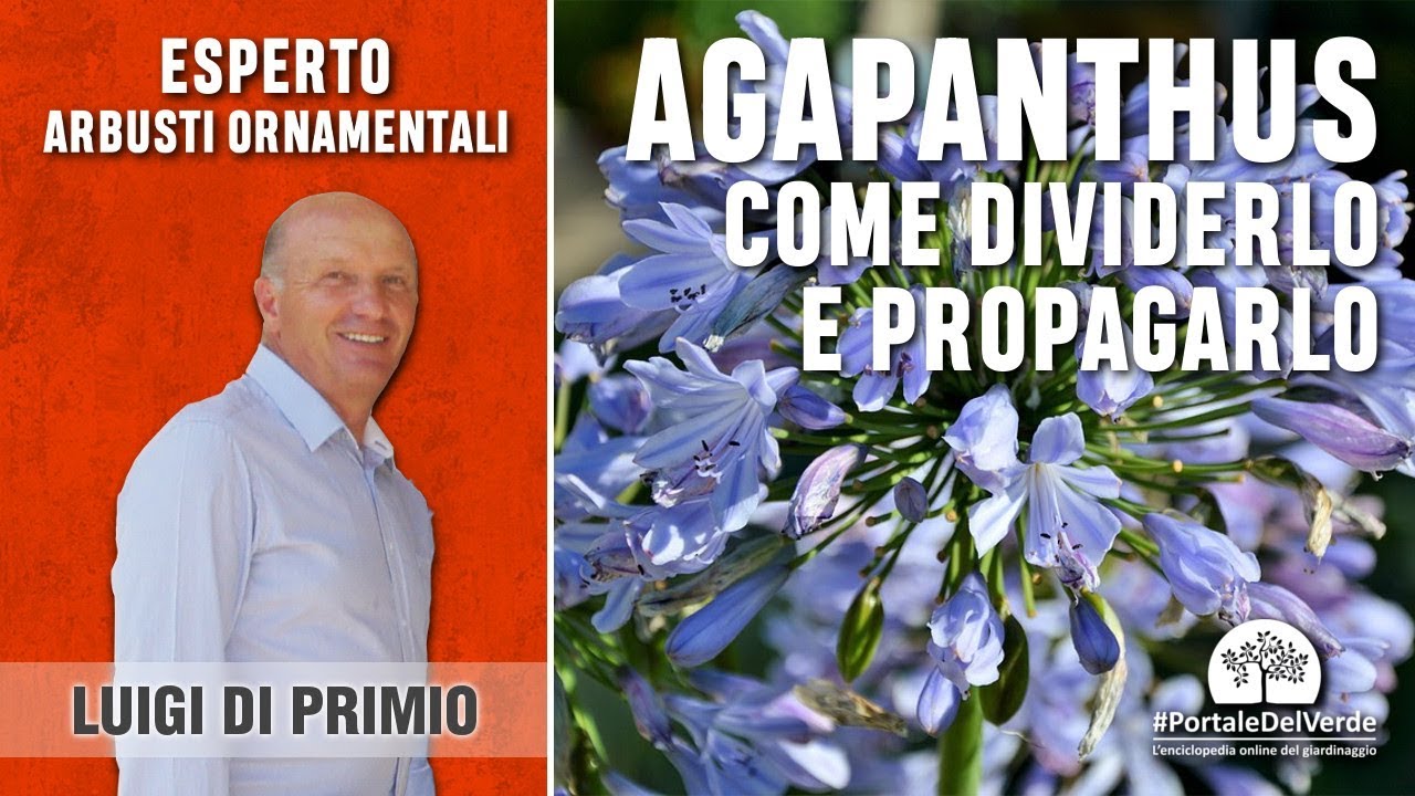 Come dividere e moltiplicare l'agapanthus