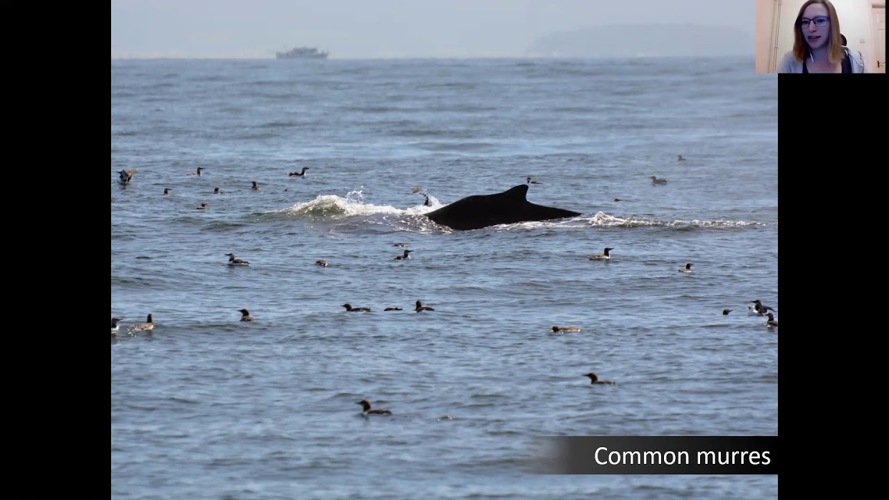 Birding in California by Sophie Barrell