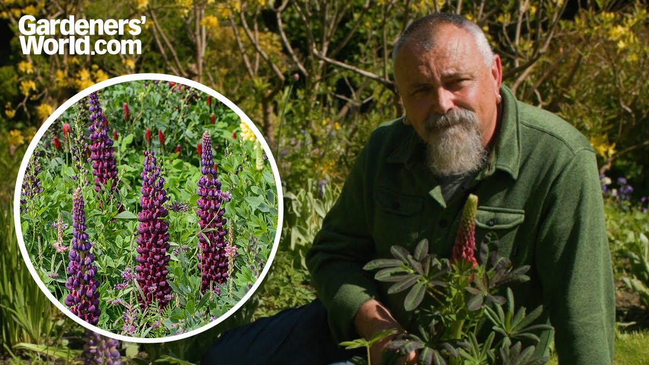 Beautiful LUPIN FLOWERS | Complete guide to growing lupins