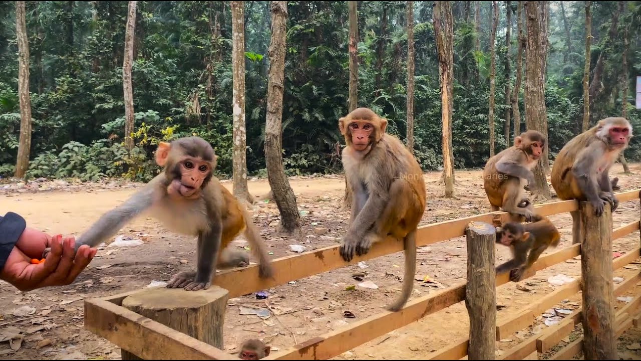 Primate diaries: feeding, playing and life in the forest canopy.| Monkey Curious Diaries