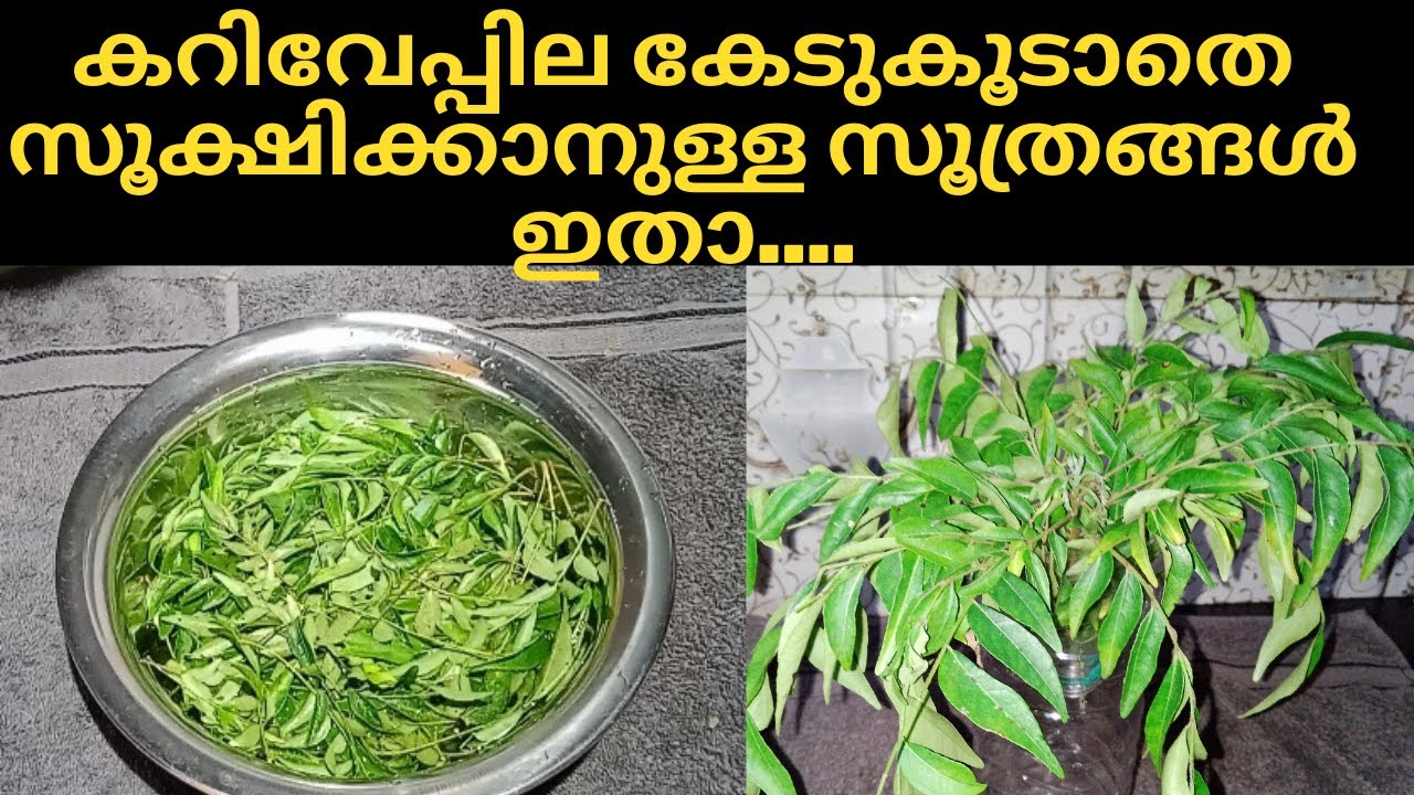 How to store curry Leaves fresh for long time | കറിവേപ്പില എങ്ങനെ മാസങ്ങളോളം കേടുകൂടാതെ സൂക്ഷിക്കാം