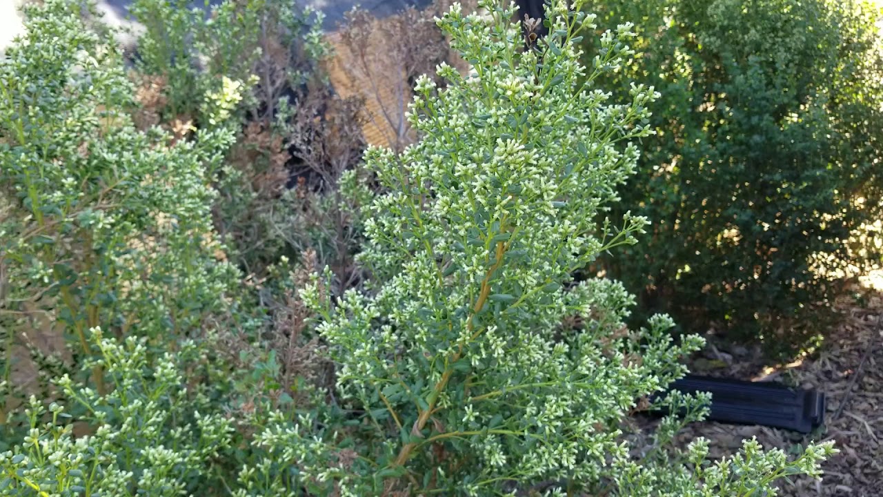 coyote bush attracts tons of beneficial pollinators