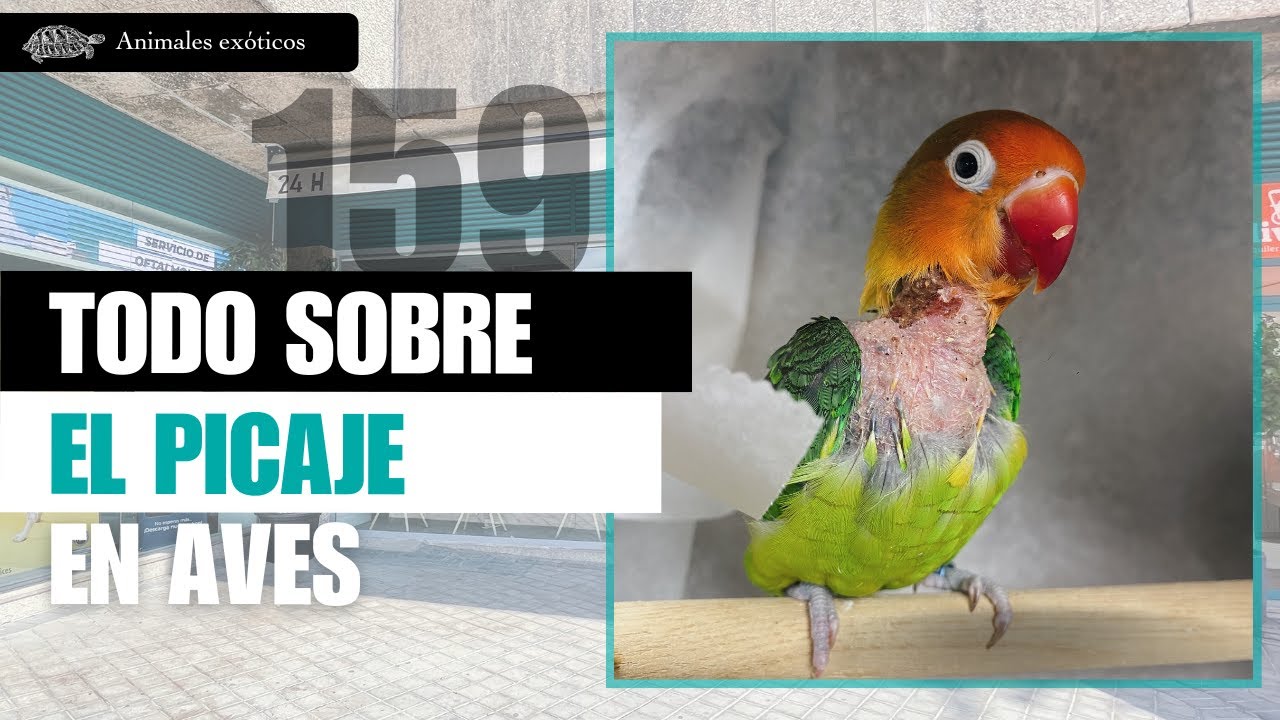 CAPÍTULO 159: Todo sobre el picaje en aves - Veterinario especialista en animales exóticos.