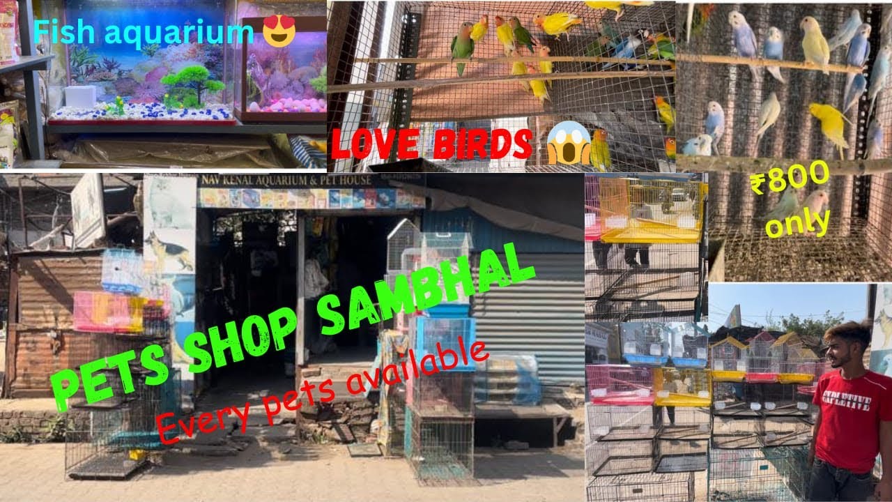 Pets shop in Sambhal || Nav kennel & aquarium fish house || All pets available. #Sambhal #petshop
