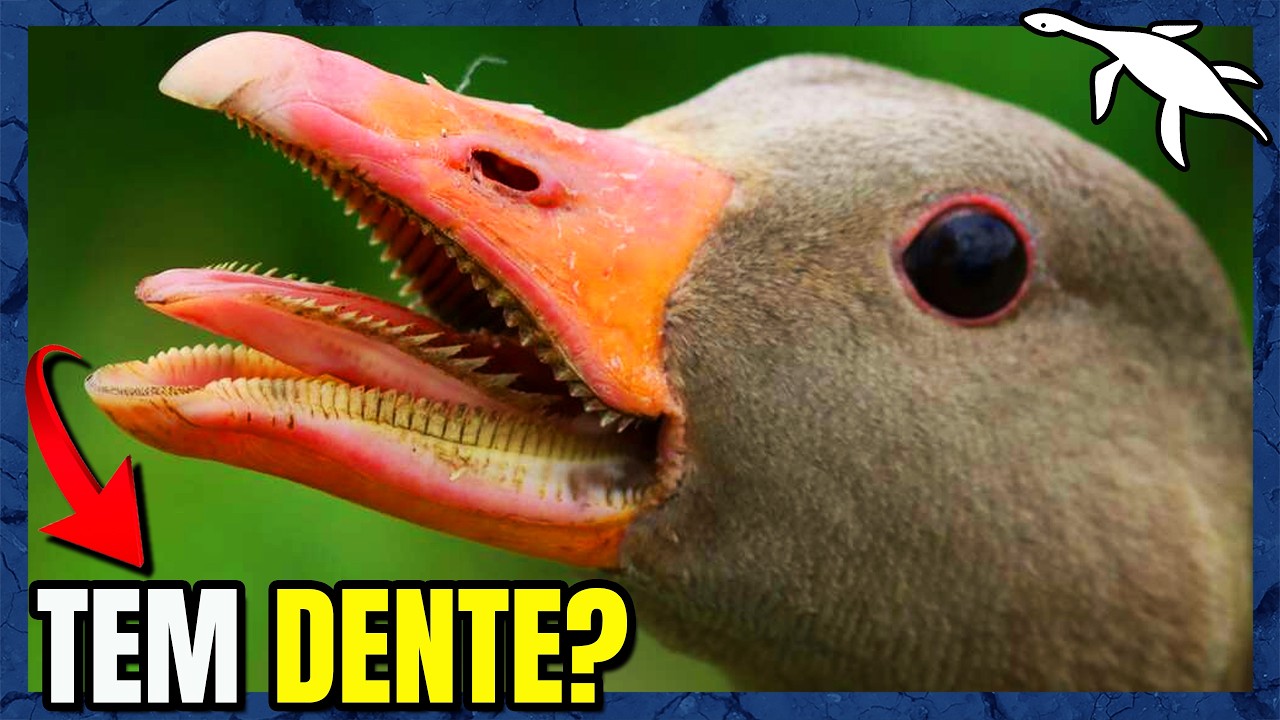 A BIOLOGIA INSANA do GANSO
