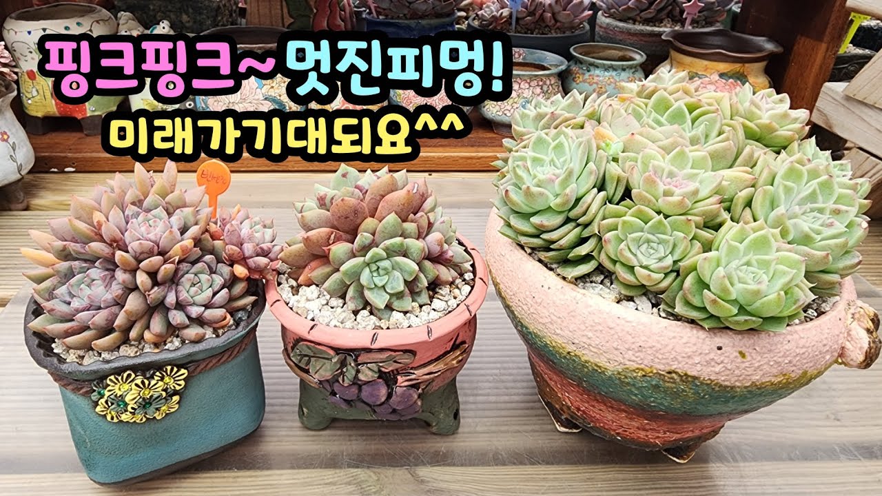 260305 핑크핑크로즈말간!얼룩덜룩피멍이멋진혈영!앞으로의모습이너무기대되네요^^