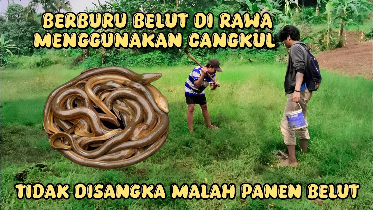 BERBURU SARANG  BELUT DI RAWA MENGGUNAKAN CANGKUL... 