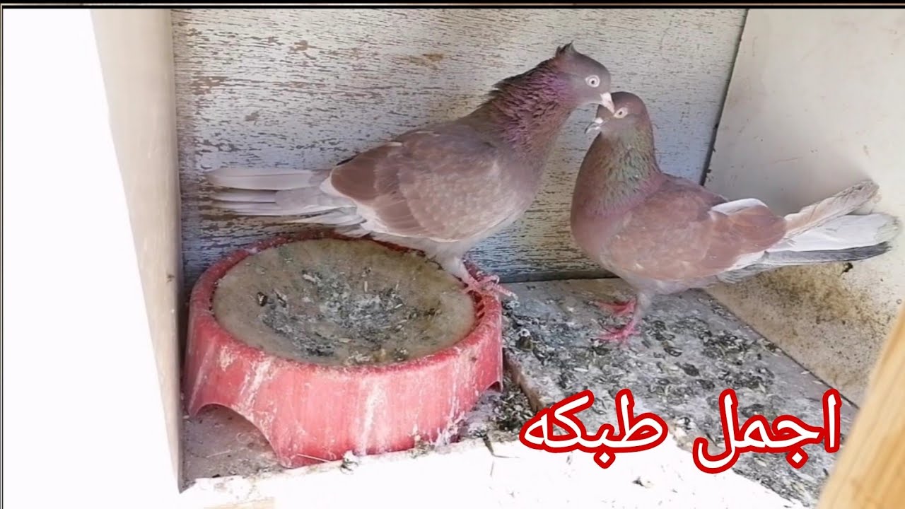 طبكات للموسم القادم افضل تخريج
