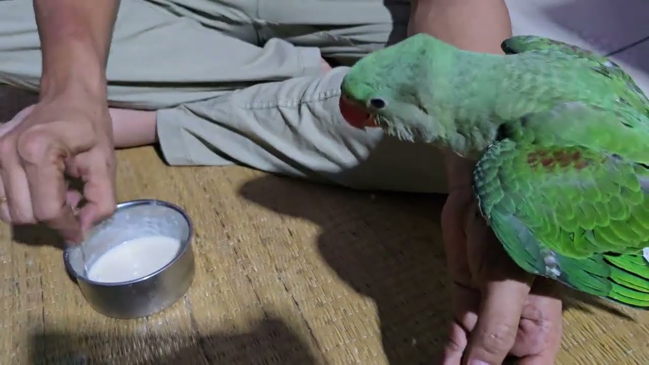 কুকি খাবার রেডি করতেই দিচ্ছেনা  ||parrot 🦜🦜🦜 video #YouTube video 