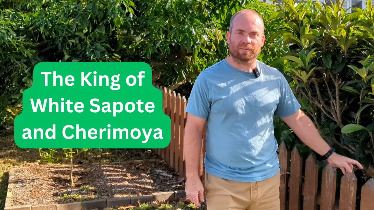 Visiting the King of White Sapote and Cherimoya Fruit Trees