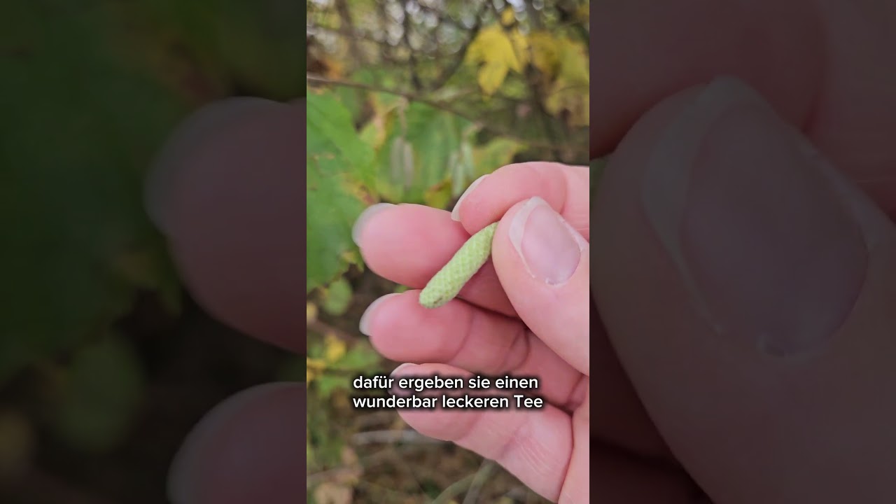 essbare Wildpflanzen im November sammeln 