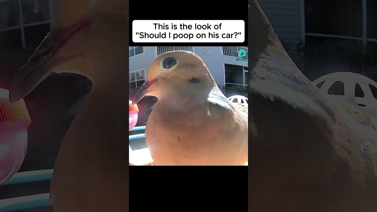 Be a nice dove plz #dove #birdwatching #shorts