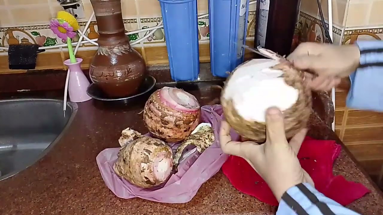 تعالى نخزن القلقاس والخضره لرمضان ولطول السنه ان شاء الله👍🥰