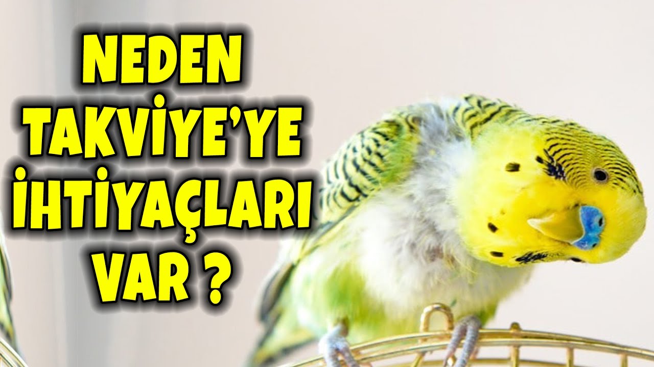 TAKVİYESİZ OLMAZ ! MUHABBET KUŞU SADECE SU VE YEM İLE ÜRETİLMEZ