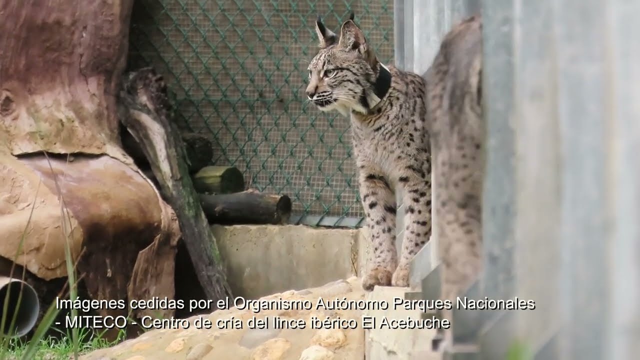 Reintroducción del lince Ibérico en el Cerrato palentino